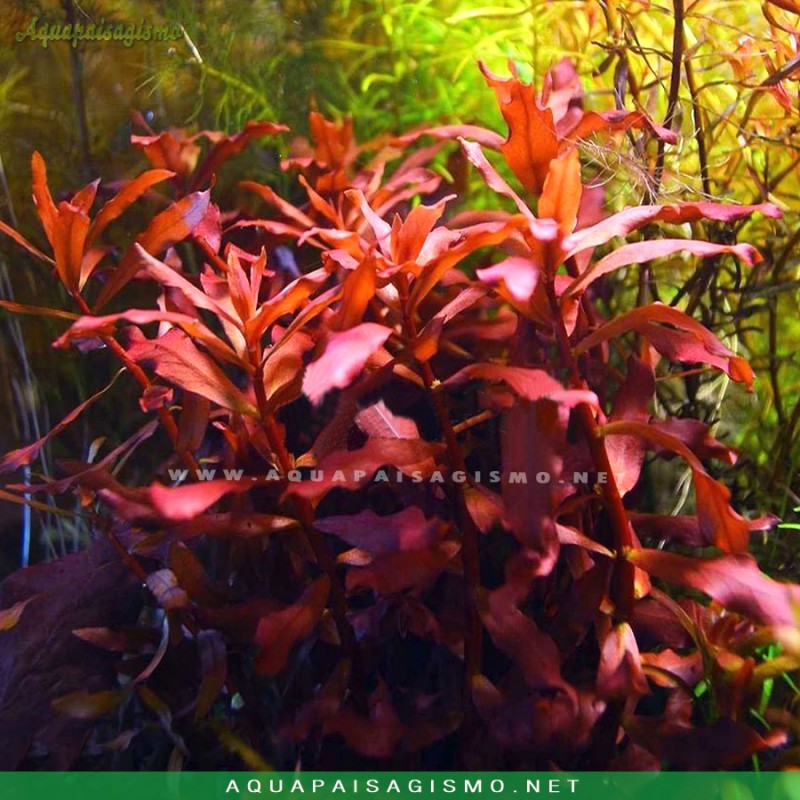 Ammannia praetermissa (Nesaea sp. 'Red') (RESTRIÇÃO)